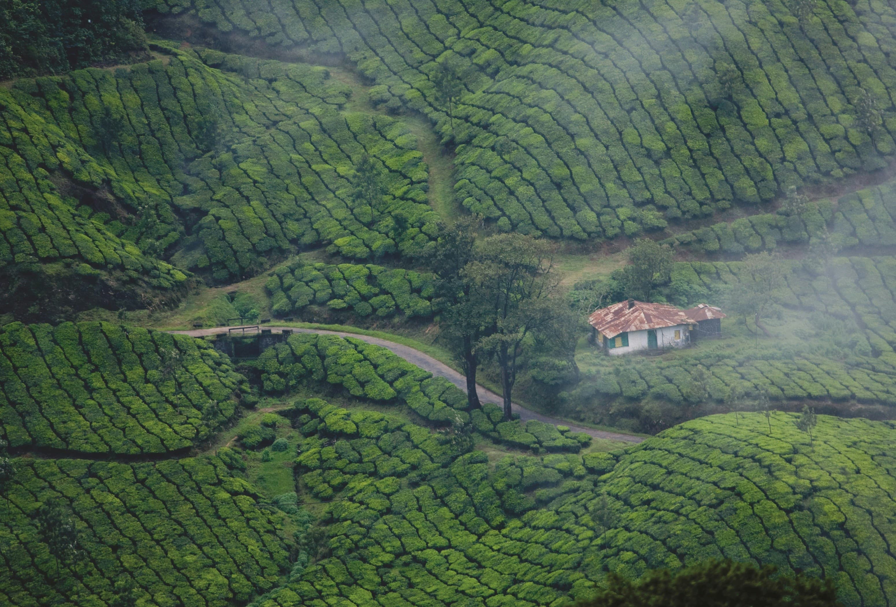 Cochin & Munnar
